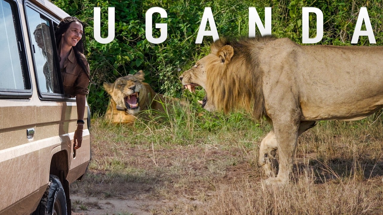 Unbelievable Uganda Safari  - Kibale and Queen Elizabeth National Park