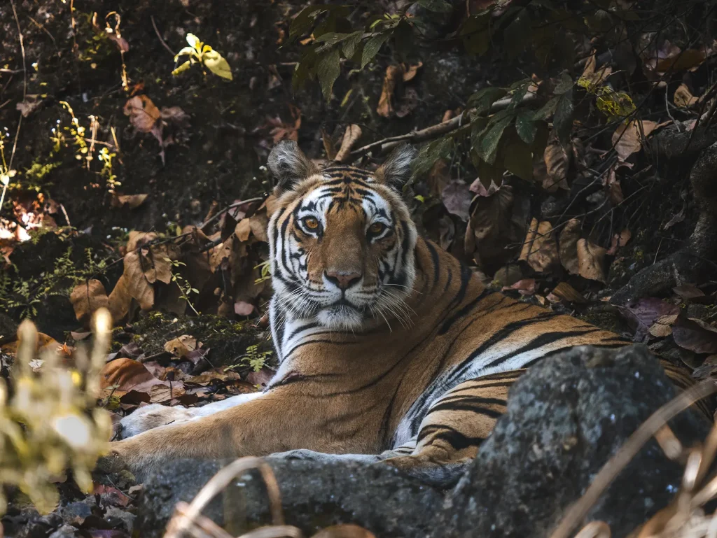 Tiger in Kanha Tiger Reserve in India