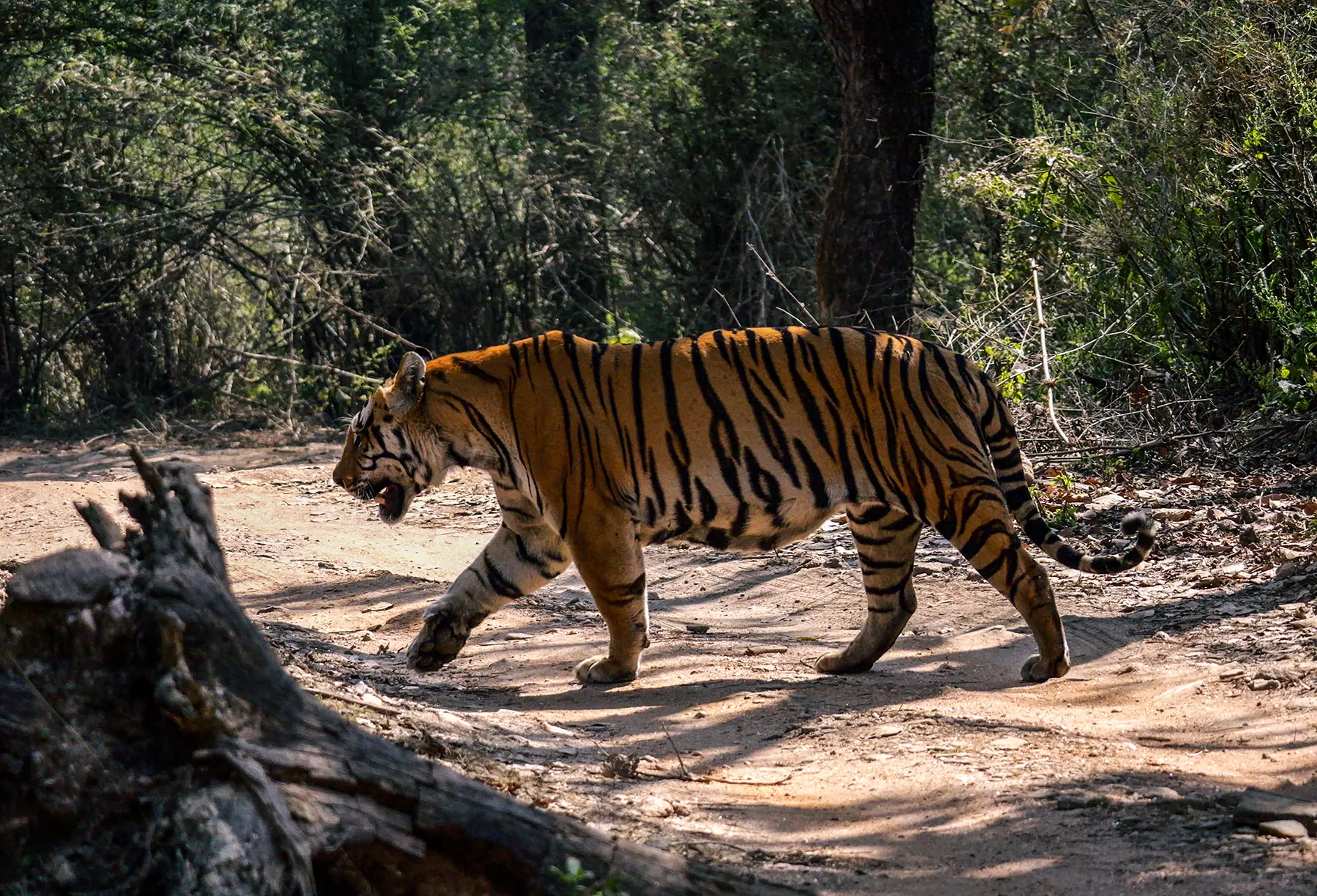 Tiger in Kanha Tiger Reserve in India