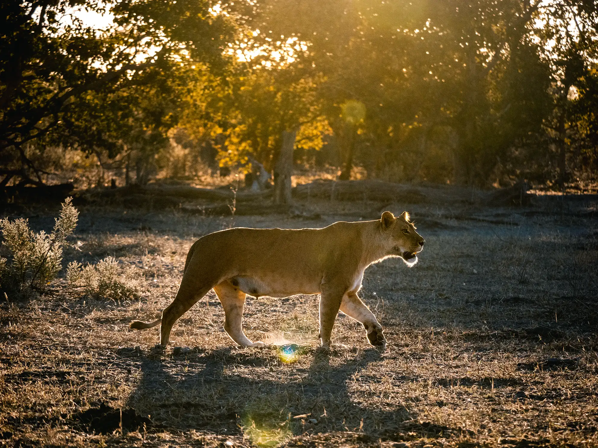 Lioness walking through mopaneveld in the morning sunlight in Savui, Chobe National Park, Botswana