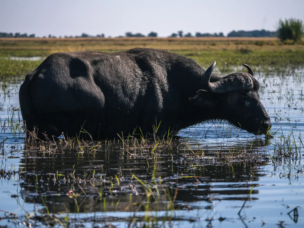 Buffalo in the Chobe River in Botswana