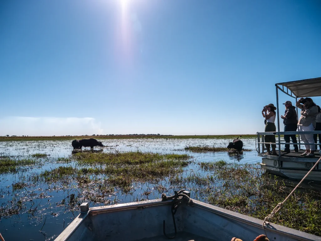 Buffalo viewed from a boat in the Chobe River in Botswana