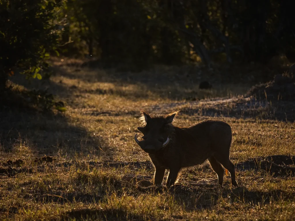 Warthog in Khwai in Botswana