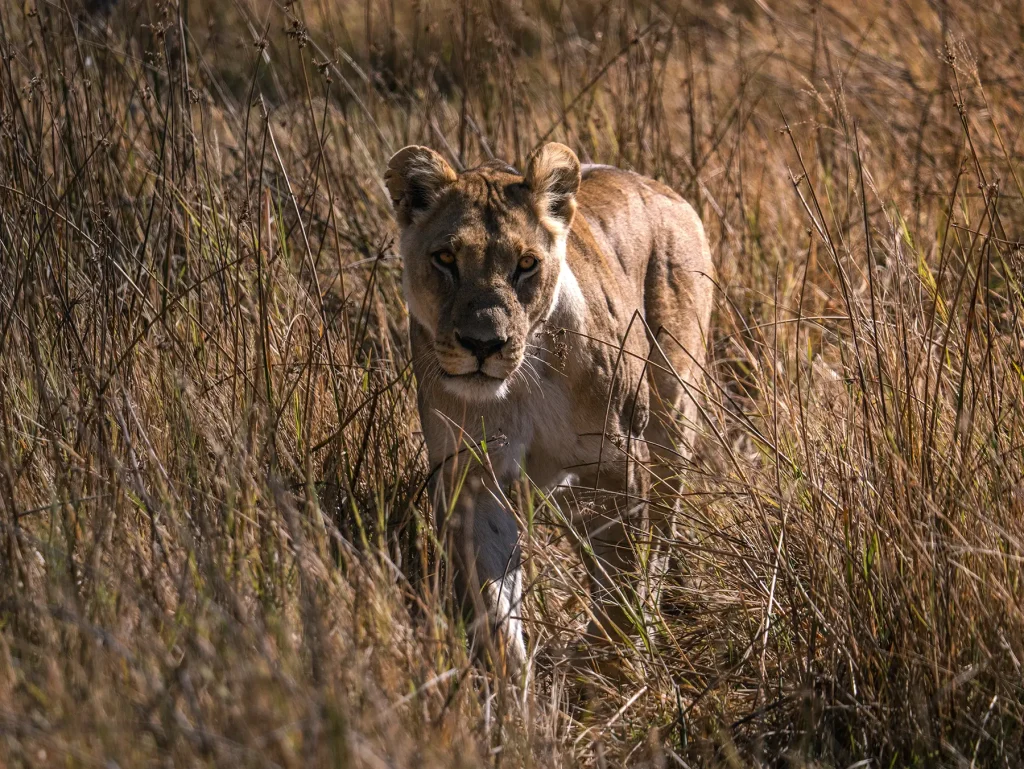 Lioness in Khwai in Botswana