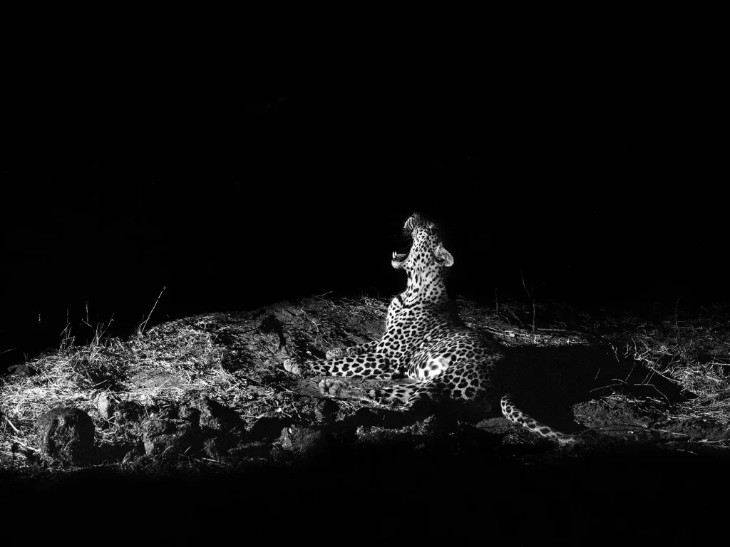 Leopard in Khwai in Botswana