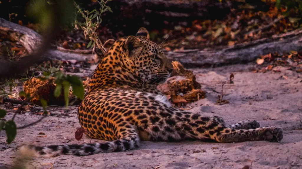 Leopard in Moremi Game Reserve in Botswana