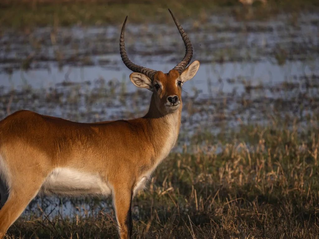 Red Lechwe Antelope in Moremi Game Reserve in Botswana