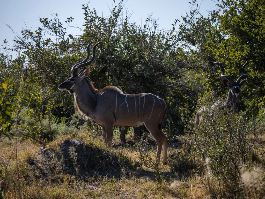 Kudu antelope in Moremi Game Reserve, Botswana