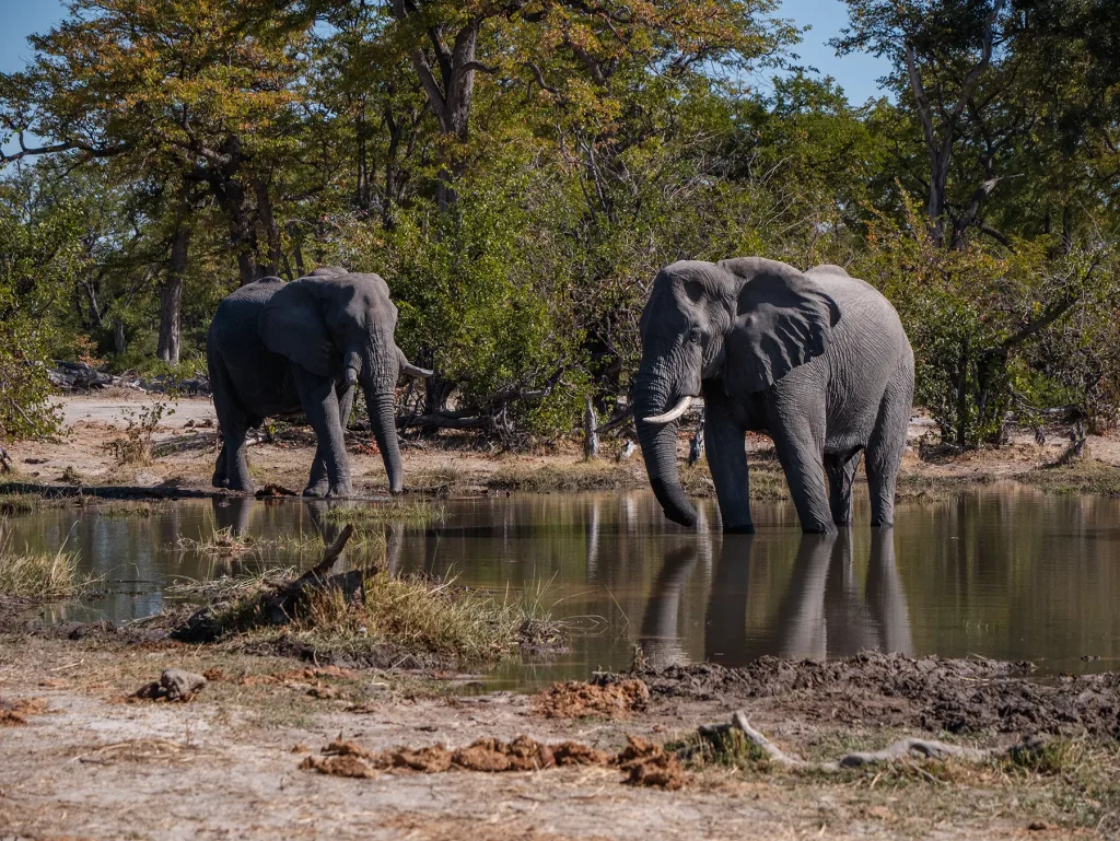 Elephants in Moremi Game Reserve in Botswana