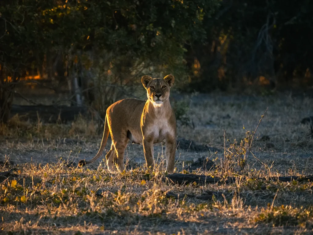 Lioness in Savuti, Chobe National Park in Botswana