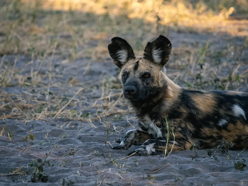 African Wild Dog in Savuti, Chobe National Park in Botswana