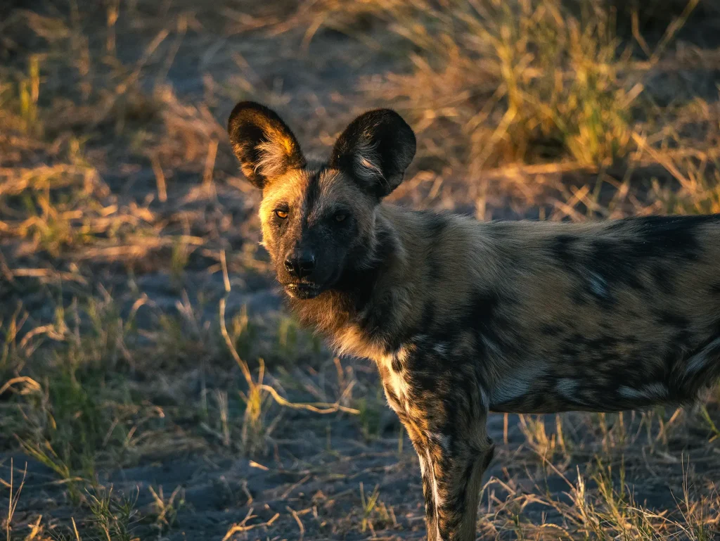 African wild dog in Savuti in Chobe national park, Botswana