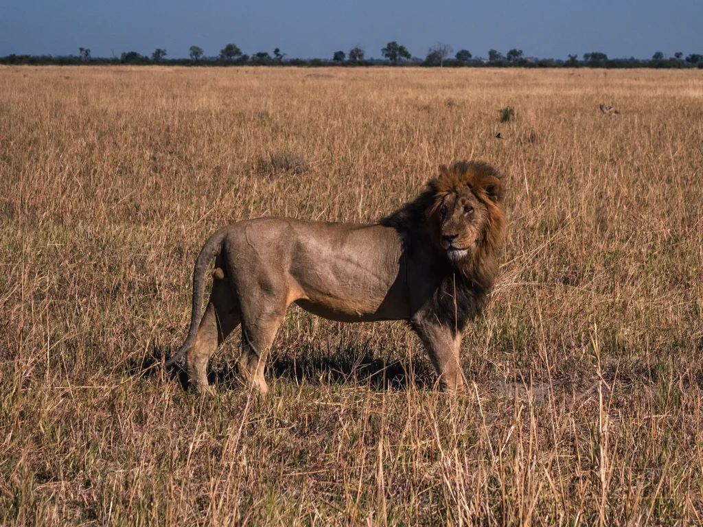 Male Lion in Savuti, Chobe National Park in Botswana