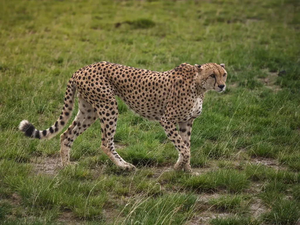 Male cheetah walking through the grass in Amboseli national park in Kenya