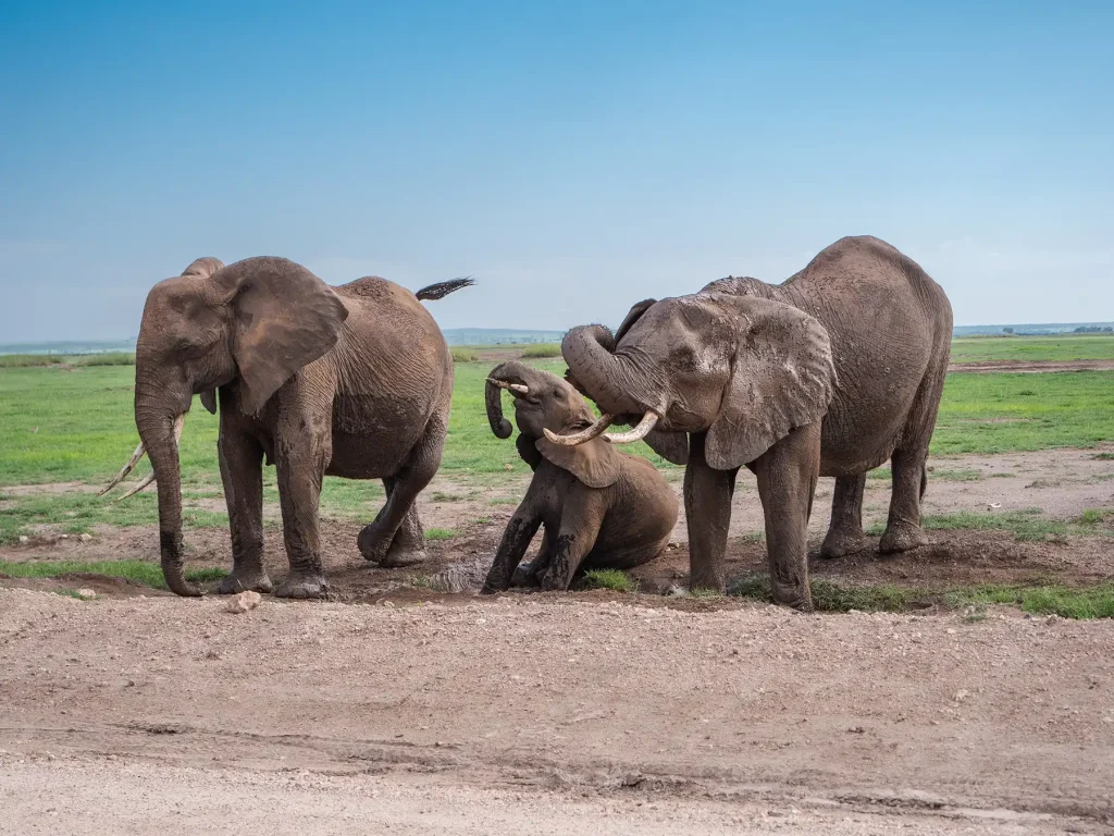 Elephants playing in the water in Amboseli national park in Kenya