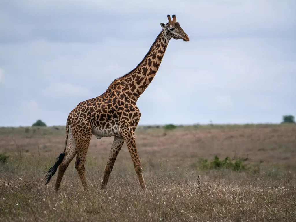 Giraffe in Nairobi National Park in Kenya