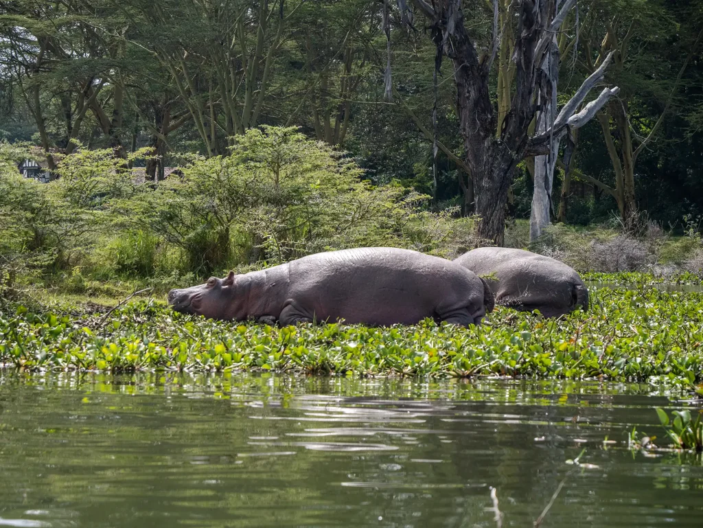 Hippos relaxing on the shores of Lake Naivasha in Kenya