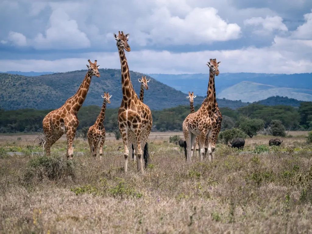 Giraffes in Lake Nakuru National Park in Kenya