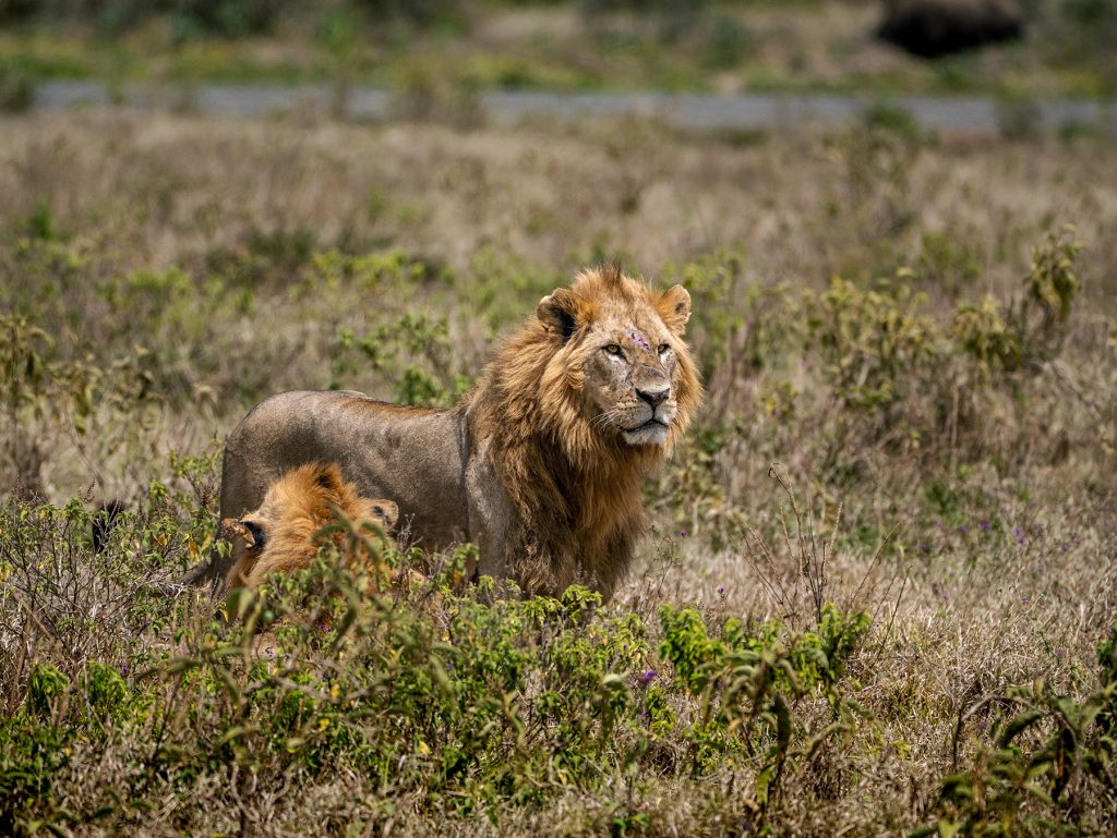 Male lion in Lake Nakuru National Park in Kenya