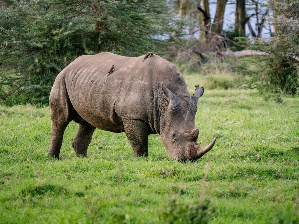 White rhino in Lake Nakuru National Park in Kenya