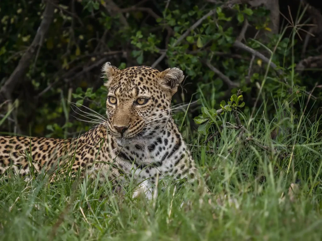 Leopard resting in the Masai Mara in Kenya