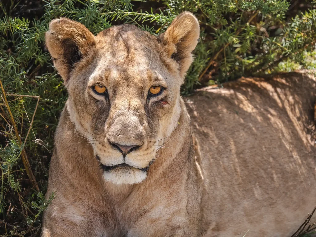 Lioness in Amboseli national park in Kenya