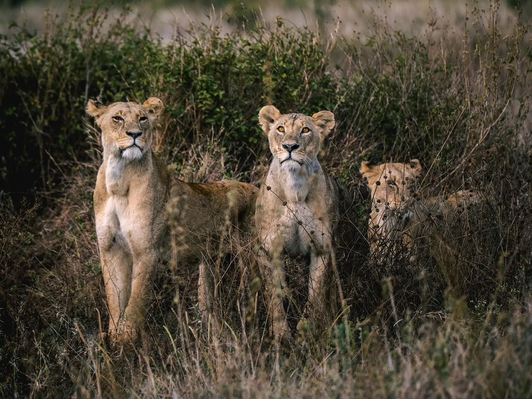 Lion pride in Nairobi National Park in Kenya