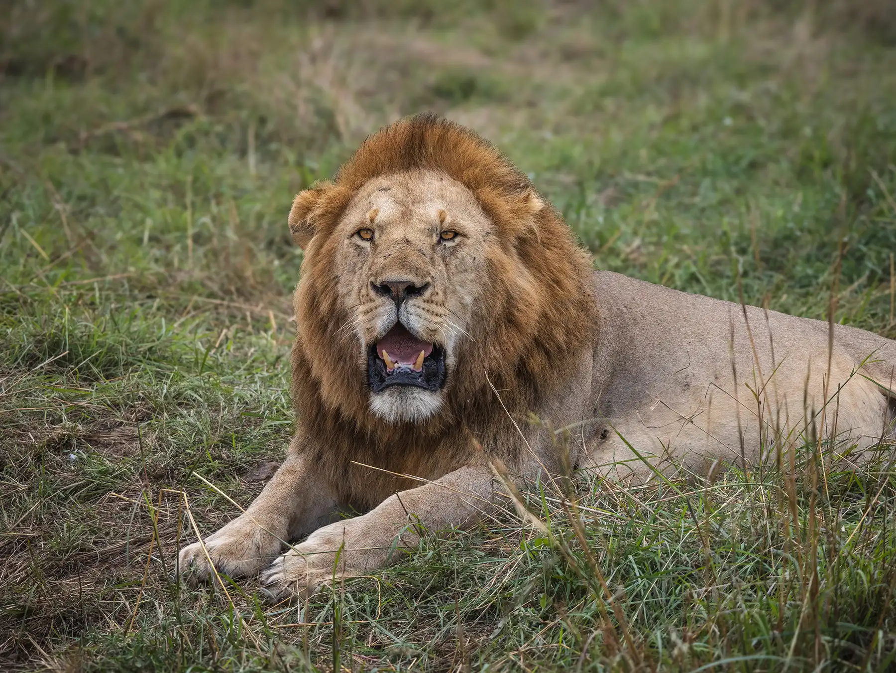 Male lion in the Masai Mara in Kenya