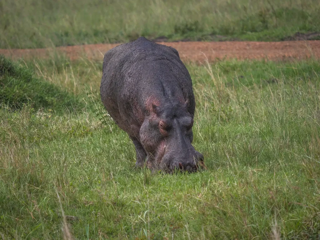 Hippo grazing out the water in Masai Mara in Kenya