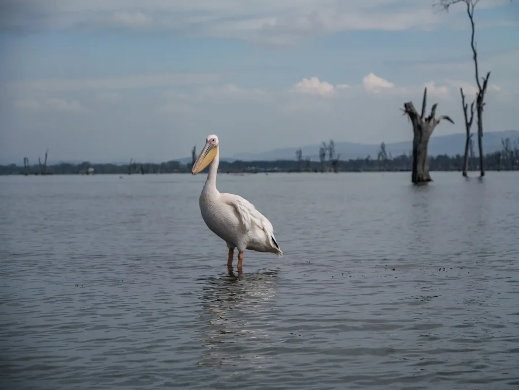 Pelican in Lake Naivasha in Kenya