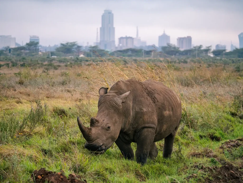 White rhino in Nairobi National Park in Kenya