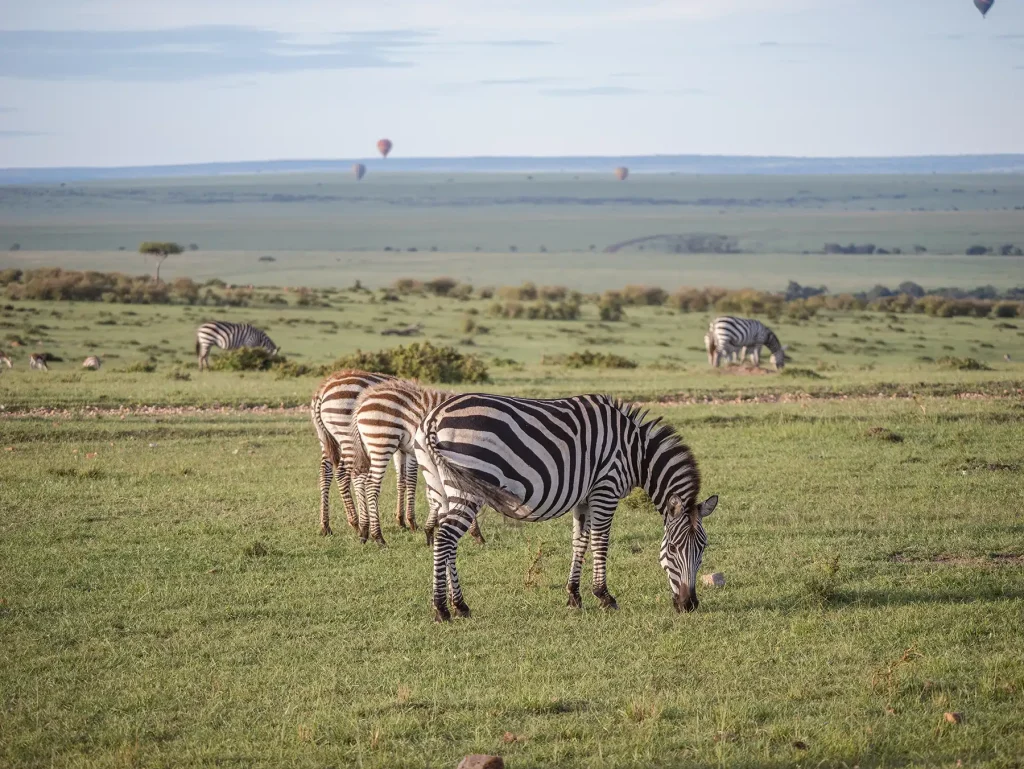 Zebras grazing in the Masai Mara in Kenya with hot air balloons behind them